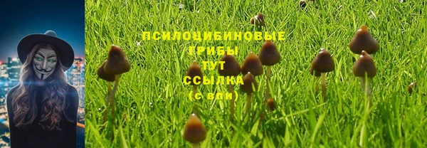 шишки Дмитровск